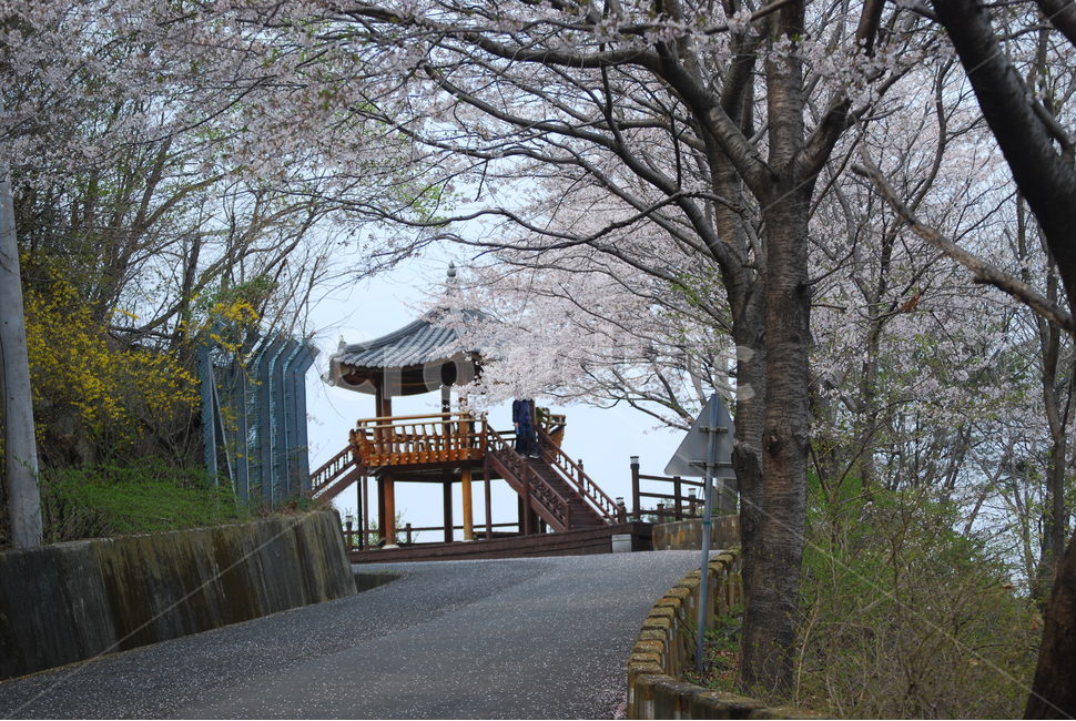 벚꽃,청량산,정자,봄,마산,나들이,등산,꽃