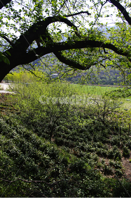 녹차밭,나무,식물,plant,봄,spring,초록,자연,풍경,nature,landscape,tree,tree trunk,나무 줄기