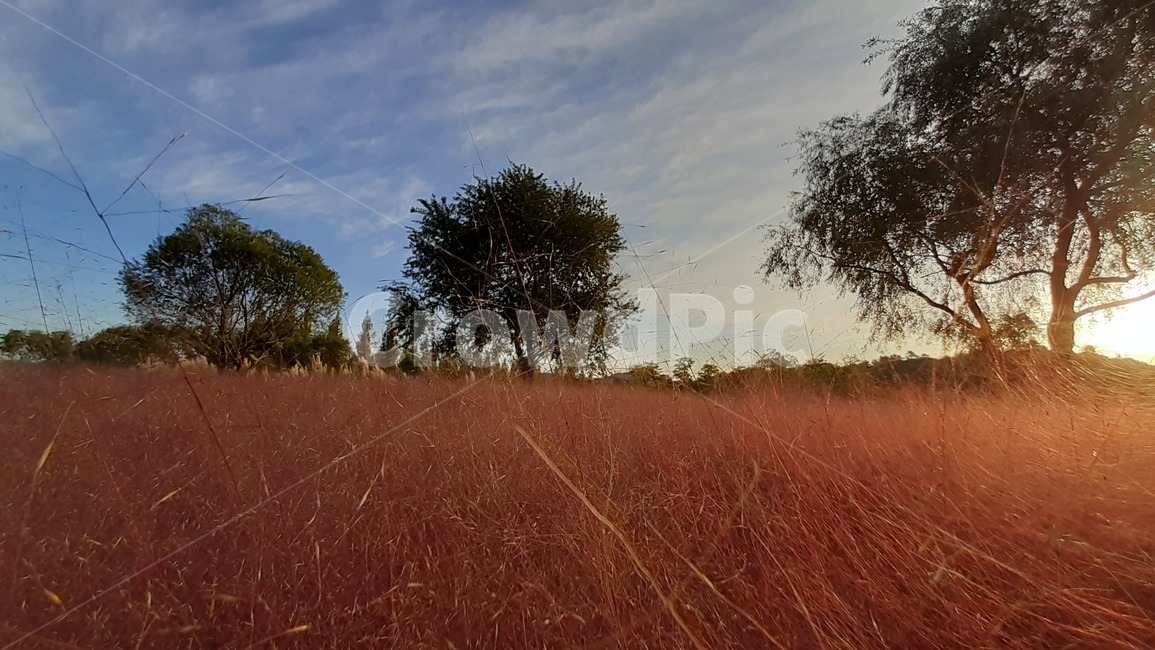 순천만국가정원,핑크뮬리,가을하늘,아름다운자연,나무,가을,계절,fall,autumn,season,nature,자연,savanna,대초원,outdoors,옥외,grassland,목초지,field,들
