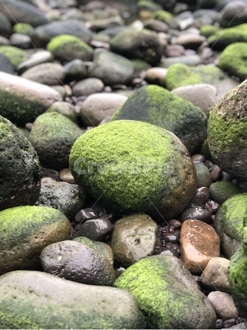 돌,이끼,자갈,moss,rock,돌멩이