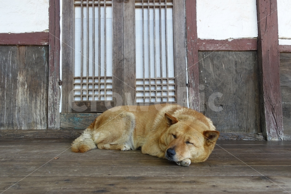 개,강아지,잠,진돗개,시골,동물,animal,포유류,mammal,개,강아지,dog,doggy
