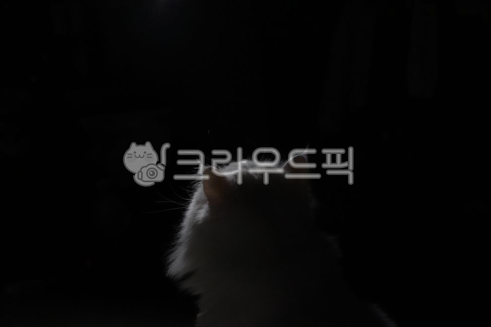 고양이,페르시안,흰고양이,반려묘,cat,pet,귀여운,성묘,포유류,배경