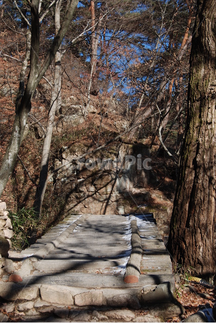 자연,nature,산,mountian,휴양지,자연,풍경,nature,landscape,tree,나무,plant,식물,tree trunk,나무 줄기,flagstone,판석