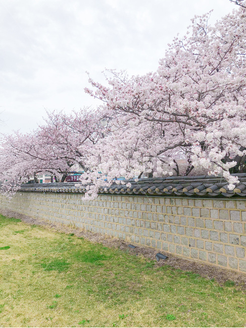 plant,식물,blossom,flower,꽃,벚꽃,대릉원,경주,돌담