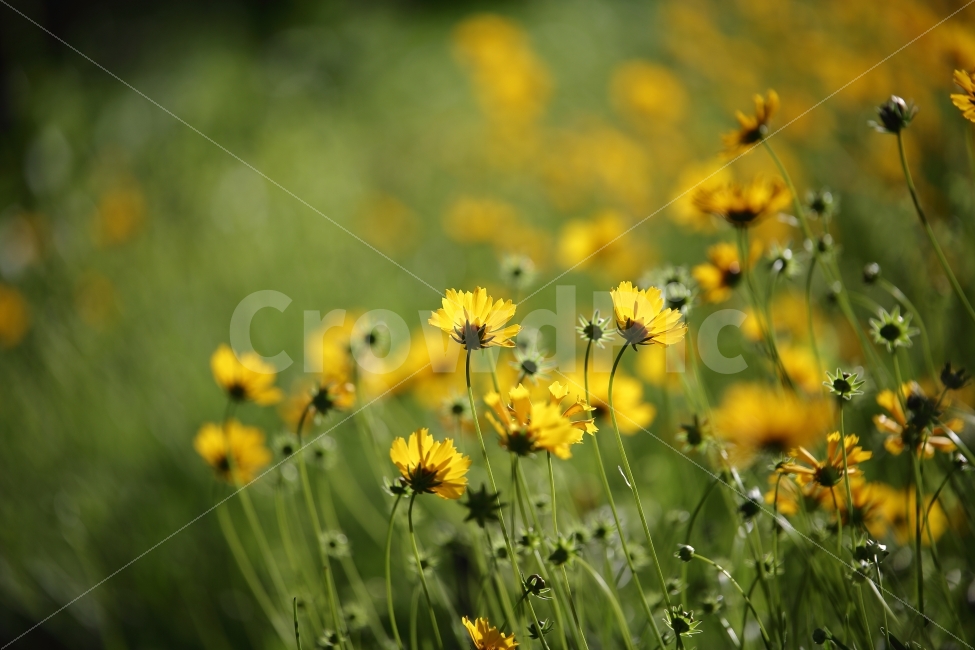 꽃,배경,PPT,감성,느낌,사진,여행,노랑,보케,식물,자연,plants,nature,꽃,flower