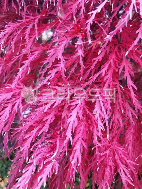 pink,weeping maple leaves,peacock maple tree,color,Color,peacock maple,maple leaf,Red,autumn tree,fallen leaves,three rows of maple leaves,Maple tree,maple,autumn leaves,autumn,red peacock maple,Maple