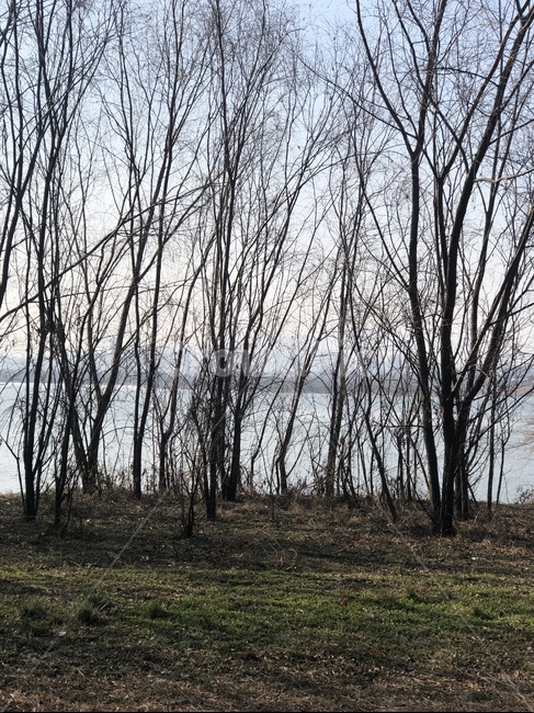 나무,tree,plant,식물,river,강,들판,field