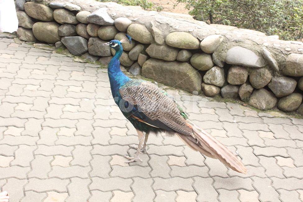 공작,공작새,동물,동물원,자연,동물,animal,조류,새,birds