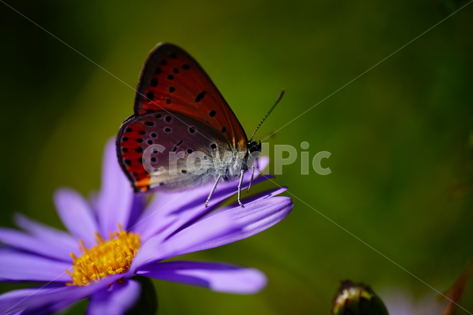 벌개미취,쑥부쟁이,나비,부전나비,곤충,벌레,꽃,플라워,자연,식물,butterfly,insect,flower,nature,bug,접사,클로즈업,closeup,macro,매크로,마크로,9월,가을,september,autumn,fall,꽃사진,가을꽃,가을,계절,fall,autumn,season,식물,자연,plants,nature,꽃,flower,동물,animal,곤충,벌레,insect,bug,invertebrate,무척추 동물