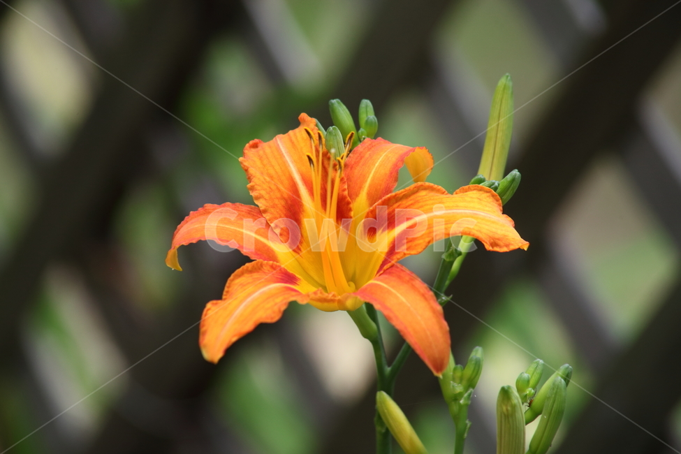 원추리,꽃,원추리꽃,여름,daylily,백합과