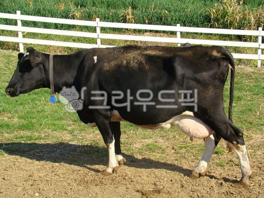 cow, 소, animal, 동물, 가축, 사진,이미지,일러스트,캘리그라피 - sweetpic작가