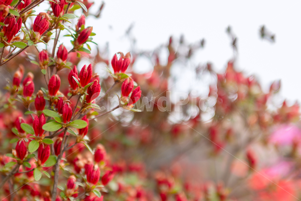 꽃,flower,blossom,식물,plant,빨강,red,자연,nature,봄,spring,식물,자연,plants,nature