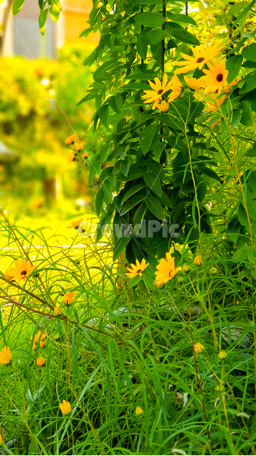여름,꽃밭,전원주택,화단,summer,색감,옐로우,color,yellow,꽃,flower,wildflower,nature,healing,cure