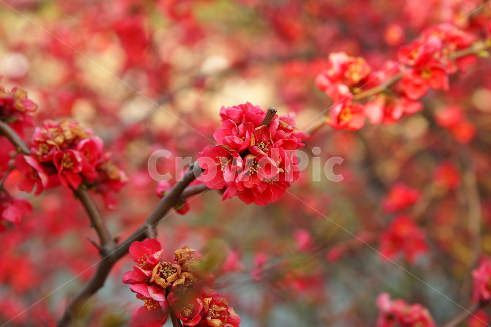 원동순매원,양산,꽃,식물,홍매화,식물,자연,plants,nature,꽃,flower