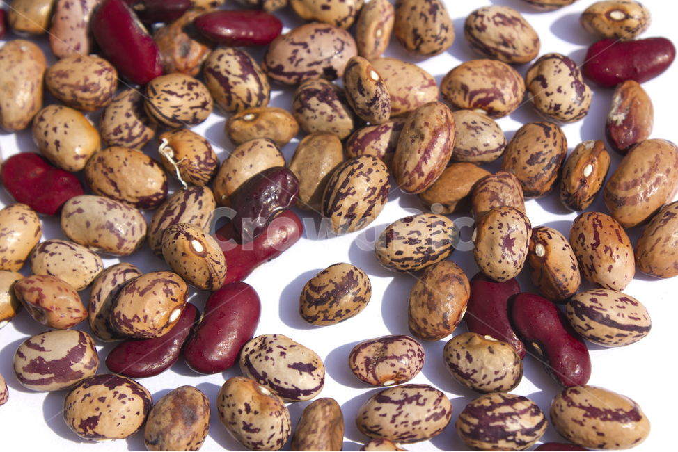 cranberrybean,콩,호랑이콩,호랑이강낭콩,얼룩,무늬,식재료,vegetable,갈색,브라운,빨강,레드,붉은색,곡류,곡식,음식,흰배경,탑,탑뷰,탑앵글,모아놓은,모으기,농작물,음식재료,콩류,모아둔,자연,식물,열매,많은,다수