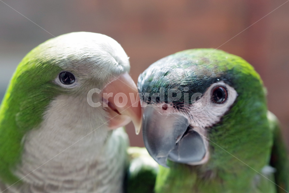 앵무새,봄,동물,조류,한스마카우,퀘이커,PARROT,MACAW,QUAKER,SPRING,동물,animal,조류,새,birds