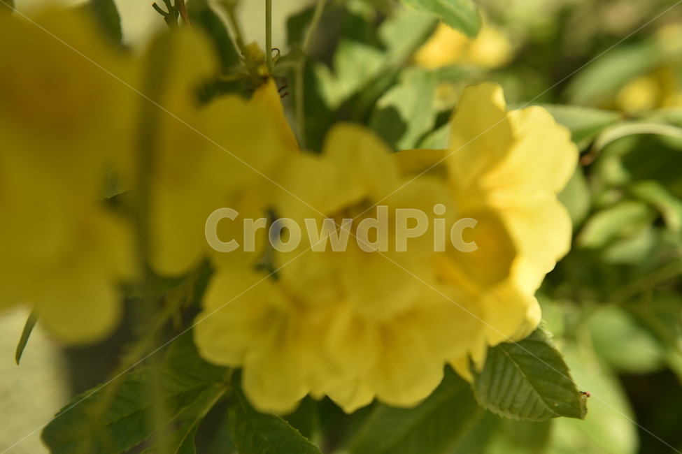 plant,식물,blossom,꽃,flower