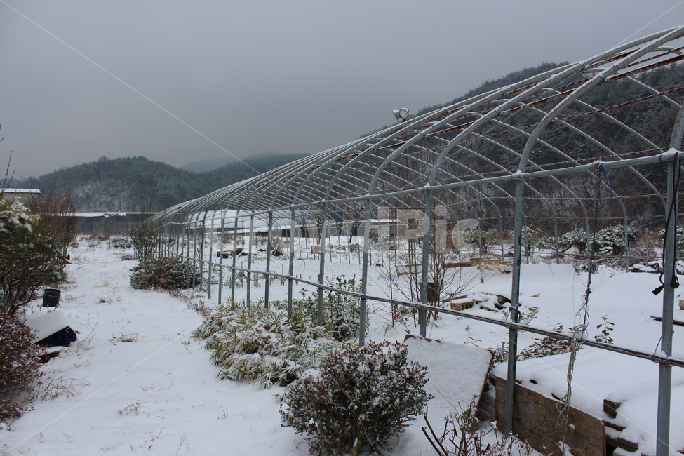 겨울,겨울풍경,눈,분위기,snow,겨울아침,시골풍경,한겨울,snowing,풍경,자연,landscape,계절,색감