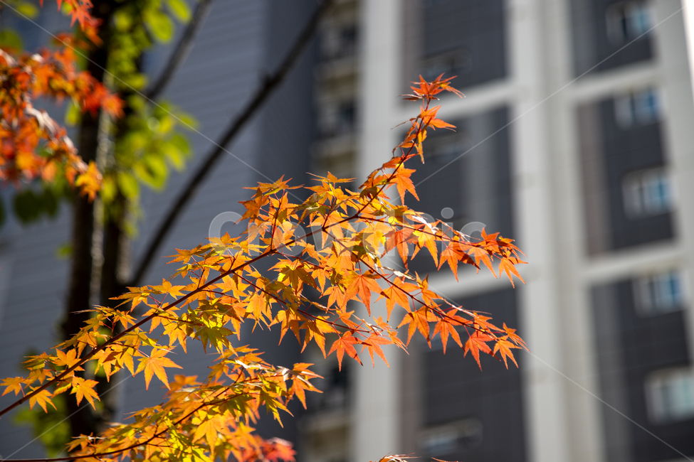 tree leaves,nature,tree,leaf,branch,building,red maple,Red,Maple tree,background,plant,sight,season,autumn,Maple