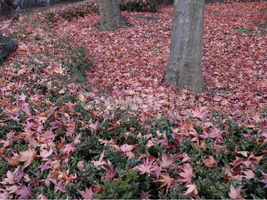 단풍,낙엽,나무,식물,가을,잎,leaf,tree,plant