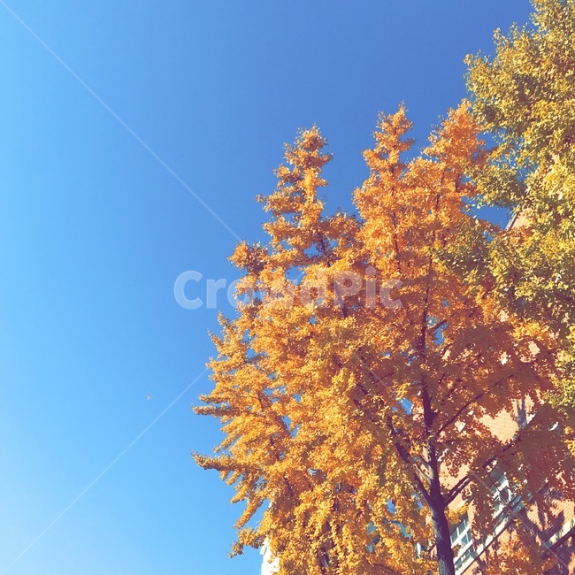 단풍,가을,은행나무,단풍나무,하늘,가을,계절,fall,autumn,season,자연,풍경,nature,landscape,tree,나무,plant,식물