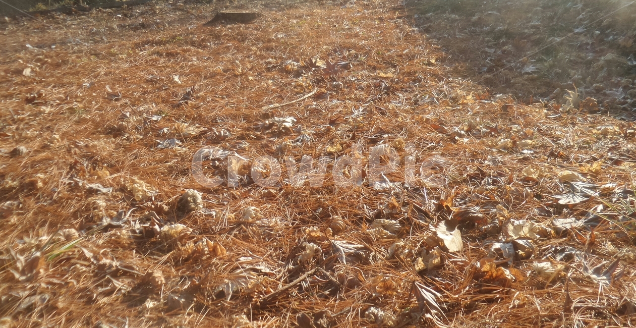 낙엽,떨어진잎,단풍,落葉,송침,가을,계절,fall,autumn,season,ground,바닥,soil,흙