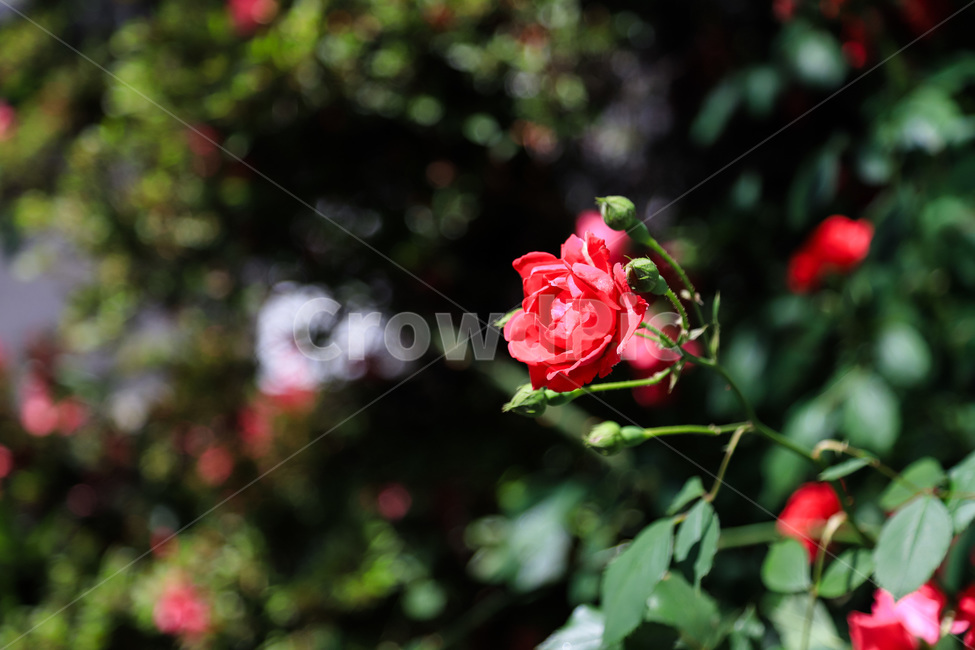봄,봄꽃,꽃,봄날,장미,계절,예쁜,아름다운,spring,season,flowers,rose,beautiful