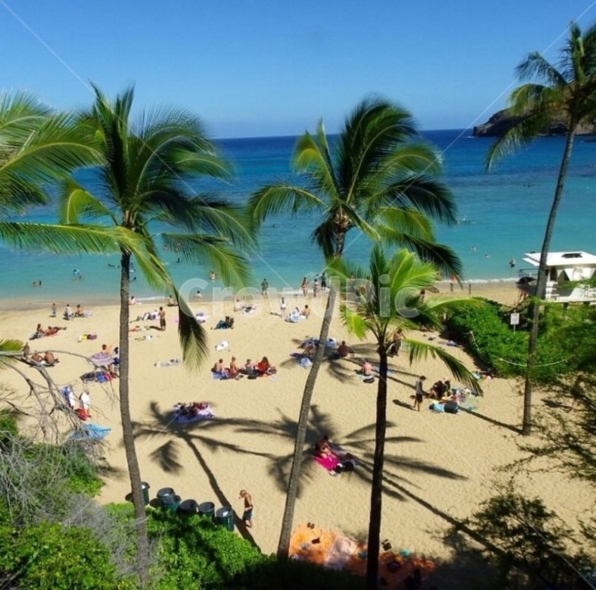 야자수,Palm,Tree,Hawaii,beach,Sunlight,하와이,나무,해변,휴가,Vacation,자연,풍경,nature,landscape,해변,바다,beach,sea,해외,외국,세계,foreign,oversea,world,세계자연풍경,해외자연풍경,외국자연풍경,world nature landscape,사람들,대중,군중,other people,crowd,summer,여름