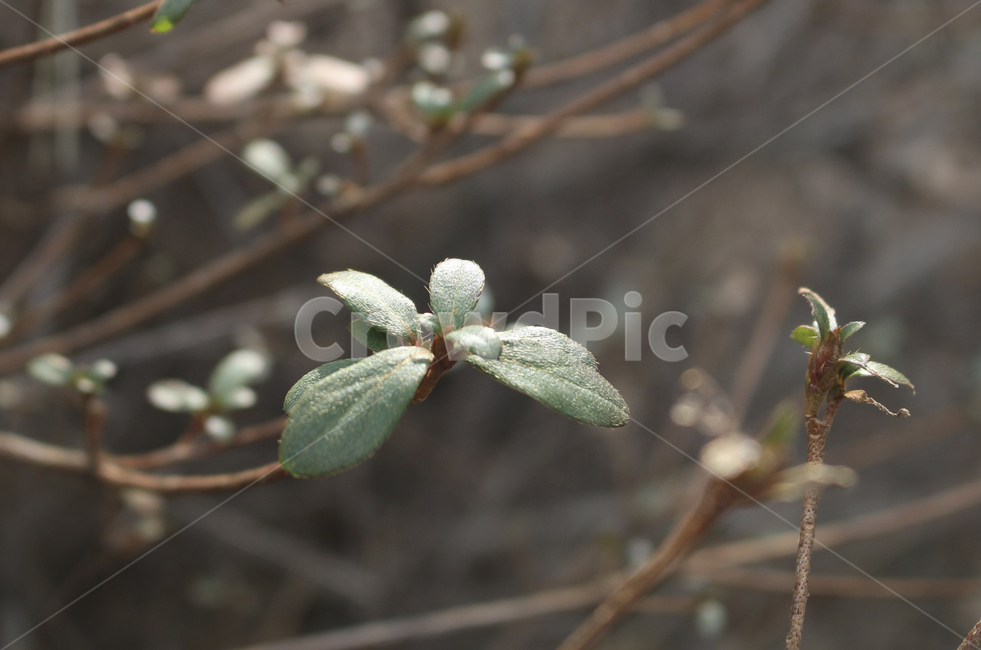 plant,식물,leaf,잎,bud,싹,새싹,green,초록,푸른,봄,spring,tree,나무,sprout