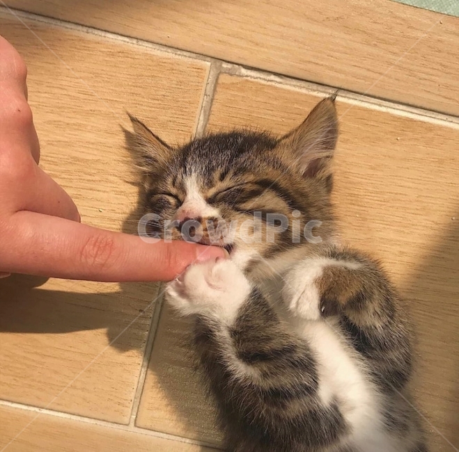 고양이,귀여운,아기고양이,캣,앙