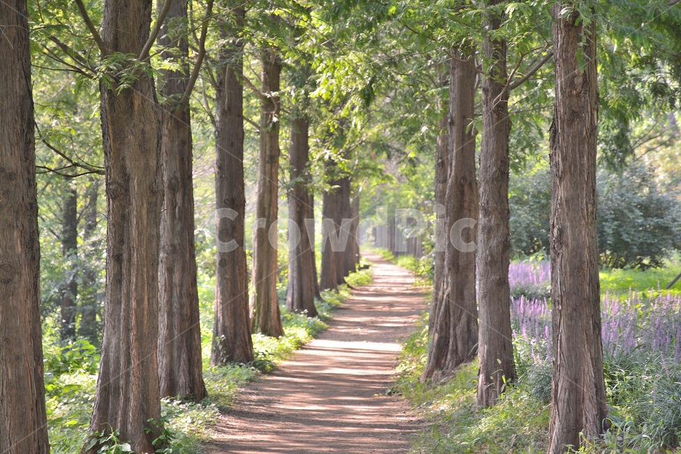 메타세콰이어,나무,숲길,풍경,자연,자연,풍경,nature,landscape,식물,plants,나무,trees,wood,tree,plant,tree trunk,나무 줄기,path,통로