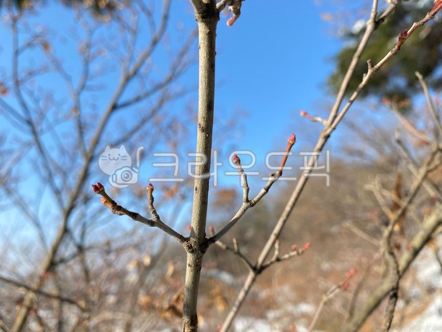 꽃봉오리,봉오리,bud,나뭇가지,하늘,sky,tree