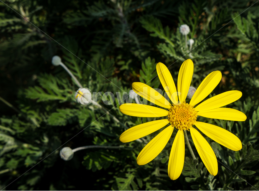 꽃,노랑꽃,유리스호프,식물원,초록,식물,자연,plants,nature,꽃,flower