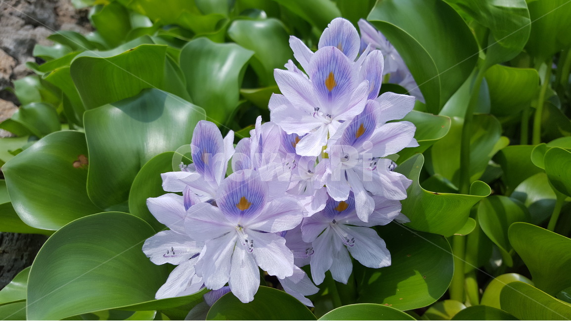 옥잠화,옥잠,부레옥잠,수생식물,봉안화,식물,자연,plants,nature,꽃,flower