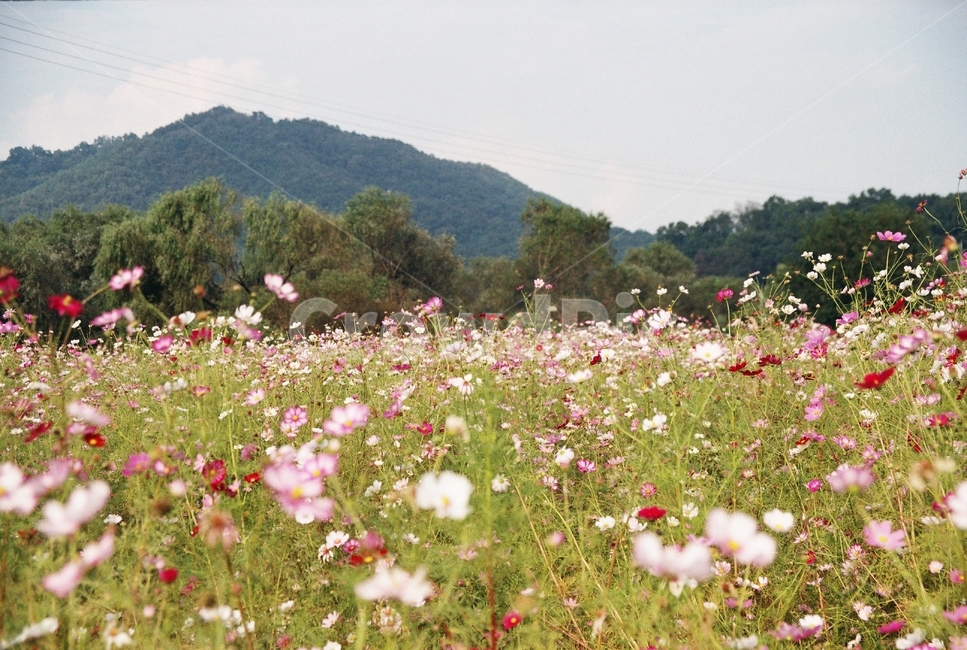 코스모스,가을,꽃,자연,식물,들,가을,계절,fall,autumn,season,식물,자연,plants,nature,꽃,flower,outdoors,옥외,grassland,목초지,field,farm,농장,rural,농촌,meadow