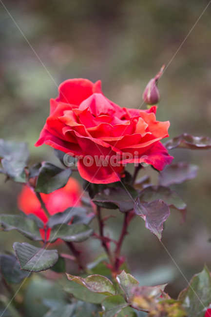 가을,식물,blossom,rose,장미,plant,flower,꽃,식물,자연,plants,nature,꽃,flower
