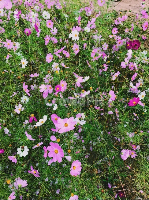 자연,꽃,코스모스,분홍,흰,가을,계절,fall,autumn,season,식물,자연,plants,nature,꽃,flower,plant,blossom,geranium,제라늄