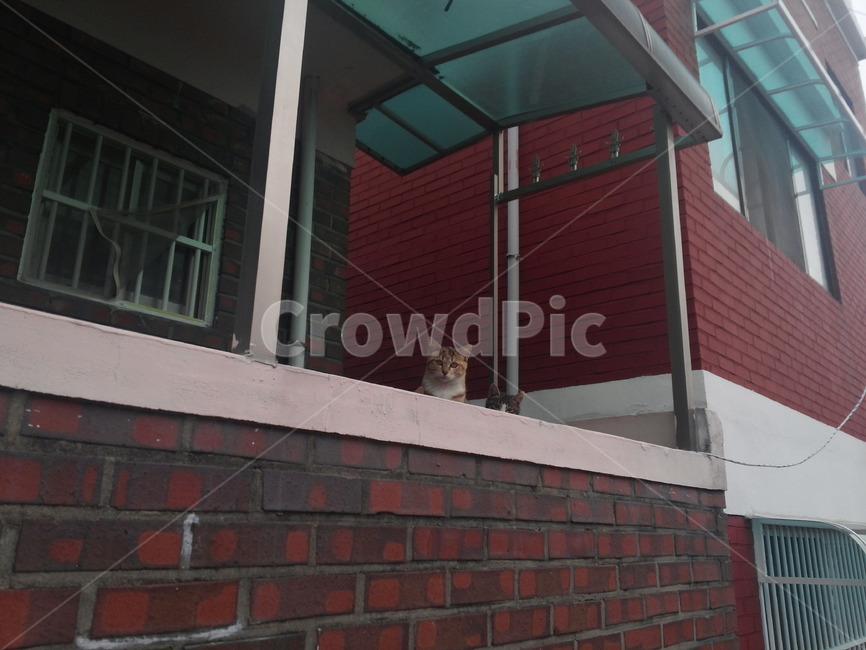 고양이,가족,새끼,갈색고양이,사냥,길고양이,호기심,형제,자매,동물,animal,포유류,mammal,고양이,cat,kitten,kitty