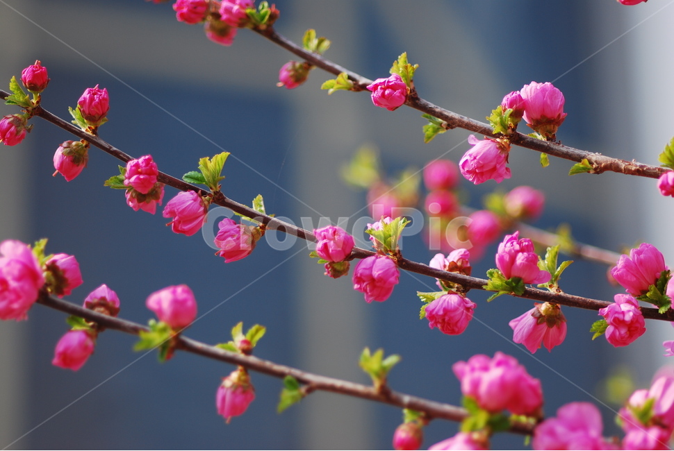 봄,꽃,잡꽃,봄꽃,가지,식물,자연,plants,nature,꽃,flower
