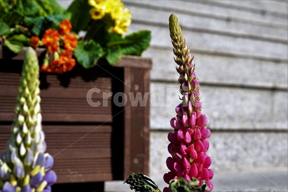 봄,정원,가드닝,원예,원예식물,화려,식물,꽃,garden,scent,healing,bloom,colorful,floral,flower,gardenflowers,happymind,life,nature,plant,spring