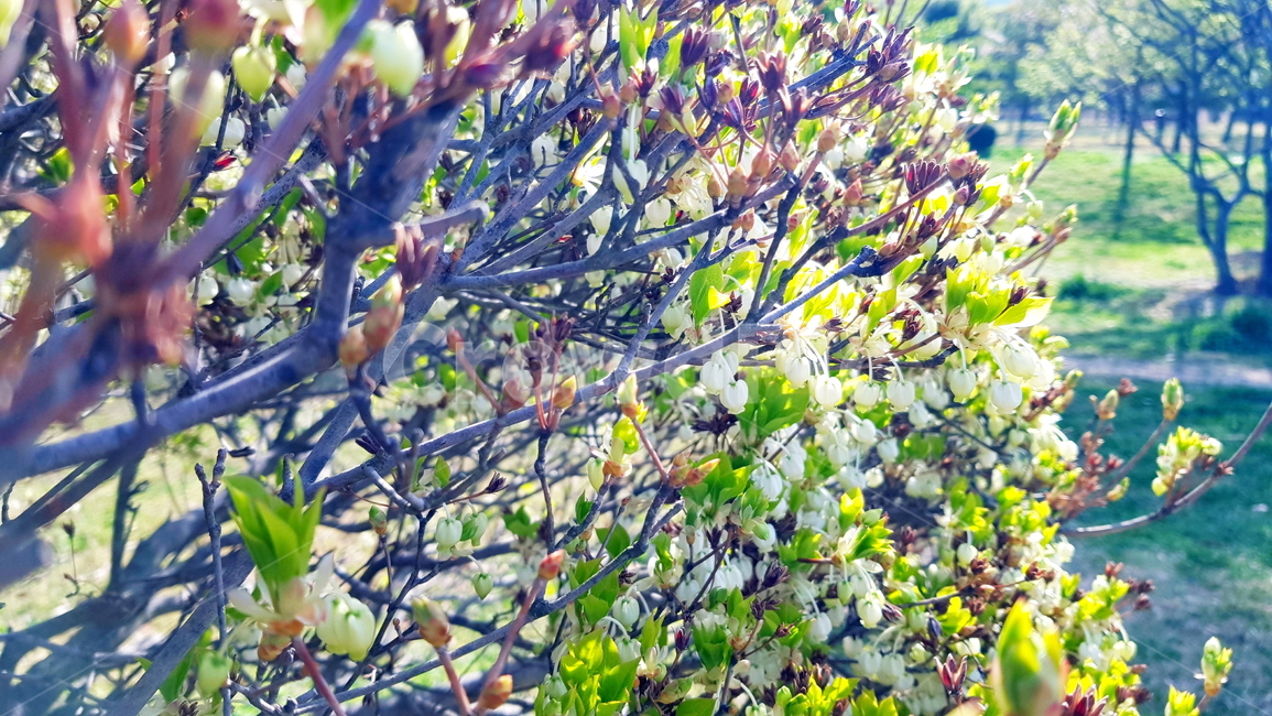 단풍철쭉,철쭉,단풍,흰철쭉,흰꽃,봄,계절,spring,season,식물,자연,plants,nature,꽃,flower,plant