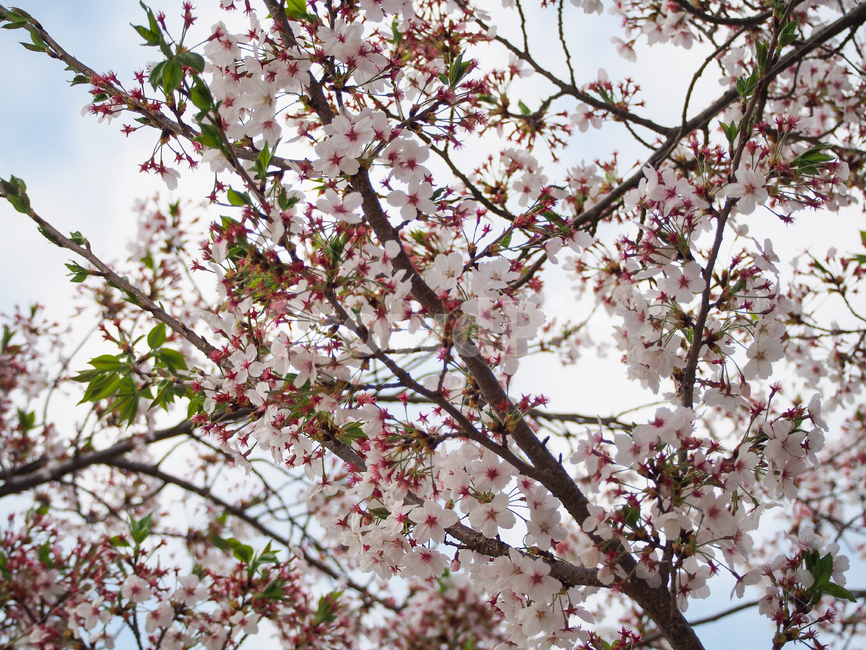 plant,식물,flower,꽃,blossom,sky,sakura,벚,벚나무,벚꽃,사쿠라,하늘,봄,spring,식물,자연,plants,nature,꽃,flower