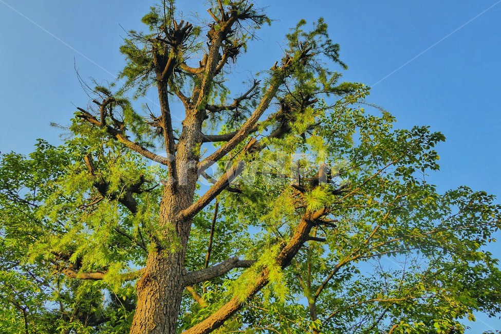 나무,가지치기,tree,하늘,자연,풍경,색감