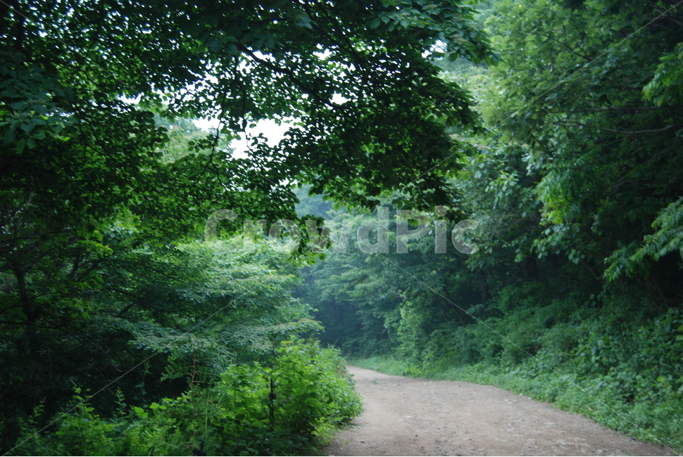 축령산,봄,자연,나무,한국,자연,풍경,nature,landscape,path,통로,road,도로,outdoors,옥외