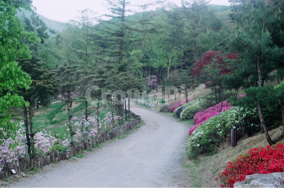 꽃,꽃길,나무,필름,필름사진,필름카메라,자연,풍경,nature,landscape,garden,정원,outdoors,옥외,arbour,정자,plant,식물