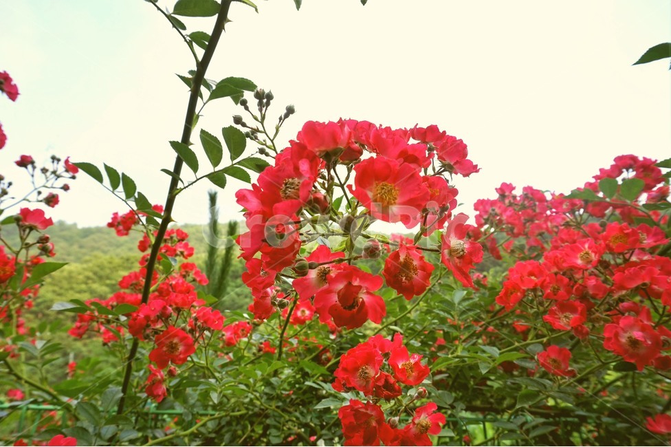 들꽃,꽃,산책,산책로,자연,wildflowers,flower,nature,trail,식물,자연,plants,nature,꽃,flower
