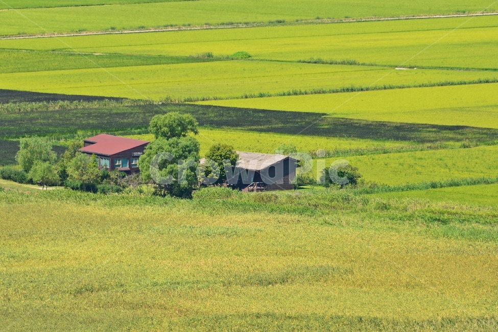 순천,용산전망대,nature,자연,outdoors,옥외,field,들,rural,농촌,들녁,집,농업,농사,agriculture,farming,farming industry