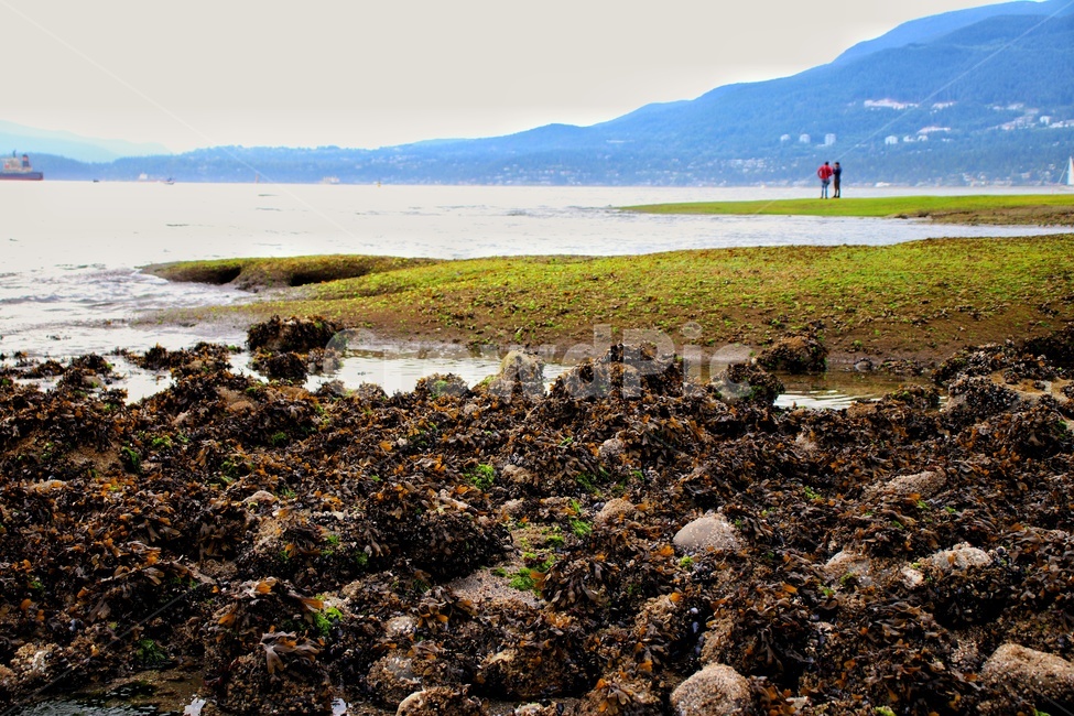 바다,스탠리파크,바닷가,풍경,밴쿠버,자연,풍경,nature,landscape,ground,바닥