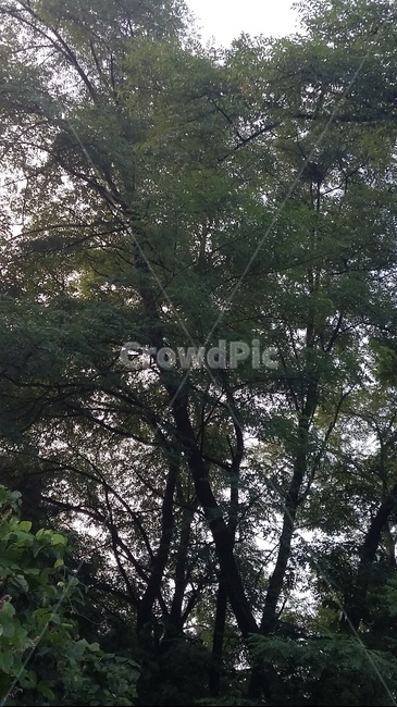 한여름,푸르름,풍경,울창함,햇살