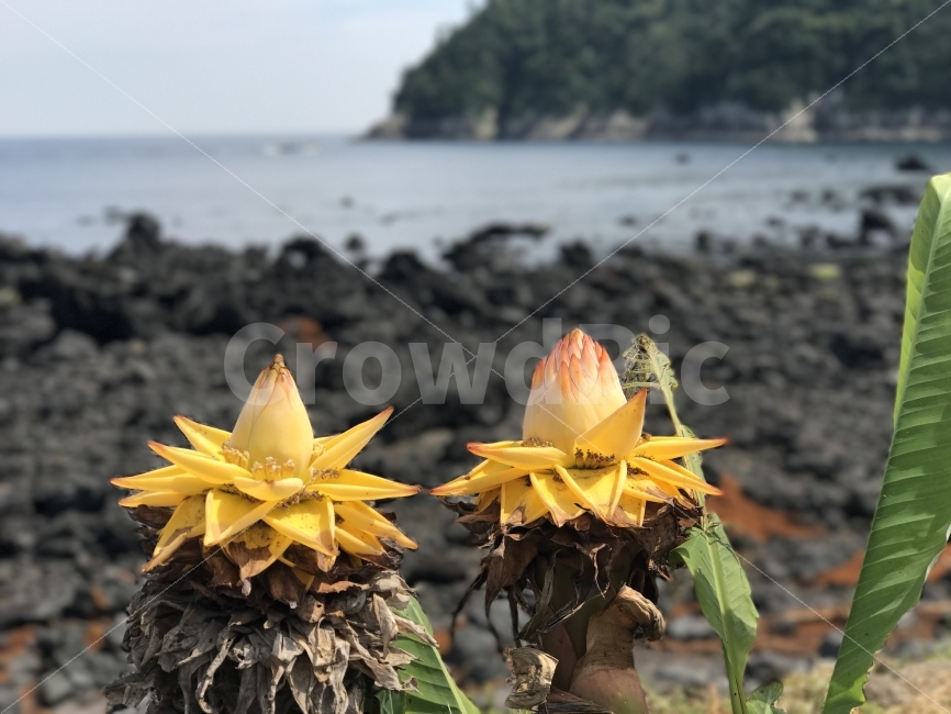 제주도,자연,무보정,섬,꽃,식물,자연,plants,nature,꽃,flower